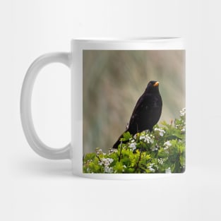 Blackbird on May Blossom Mug